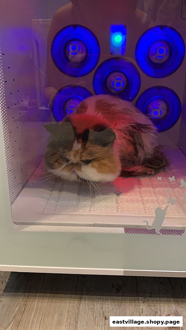 A fluffy cat comfortably resting inside a pet drying machine with blue lights.