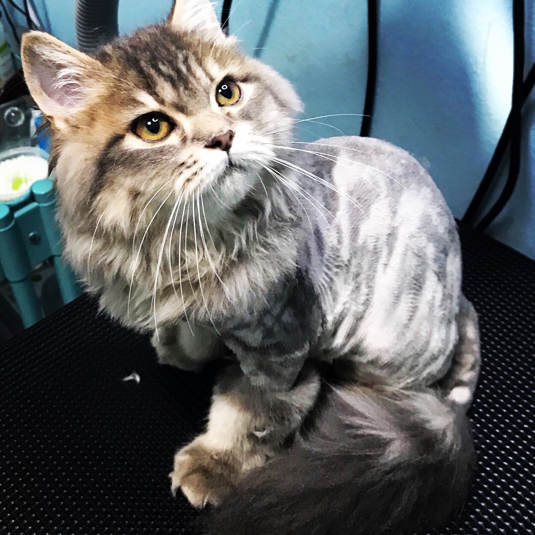 A fluffy cat with a striped groom sits attentively on a textured black surface.