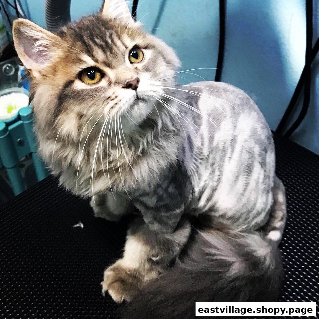 A fluffy cat with a striped groom sits attentively on a textured black surface.