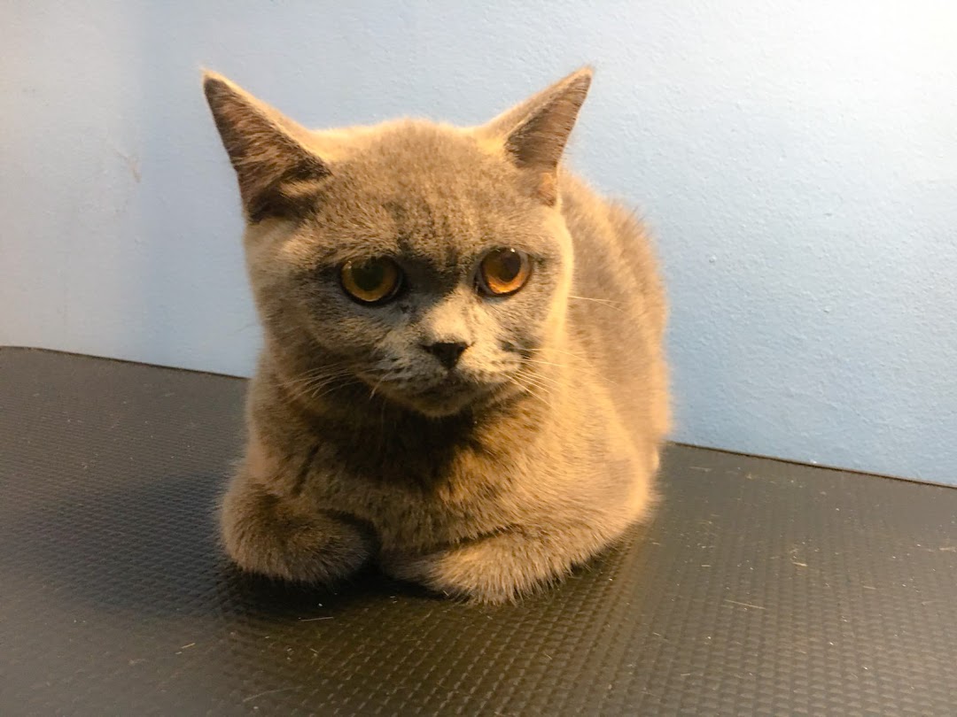 A grey cat with striking orange eyes sits calmly on a dark surface against a light blue wall.