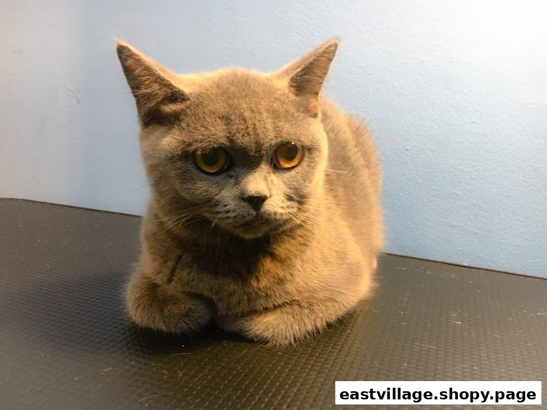 A grey cat with striking orange eyes sits calmly on a dark surface against a light blue wall.