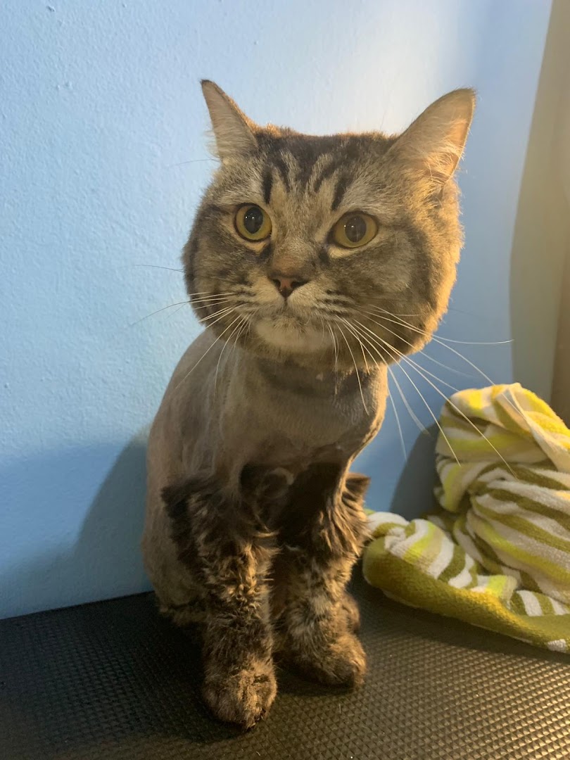 A groomed tabby cat with partially shaved fur sits on a mat, looking forward.