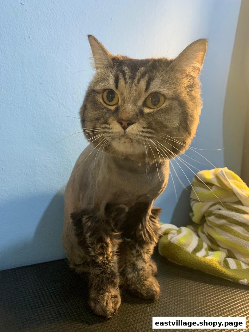 A groomed tabby cat with partially shaved fur sits on a mat, looking forward.