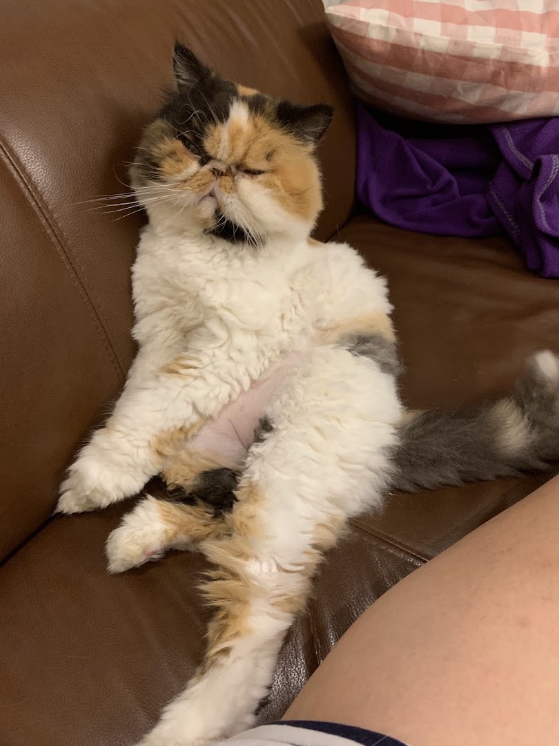 A calico cat with trimmed fur relaxes on a brown couch, showcasing a fresh groom.
