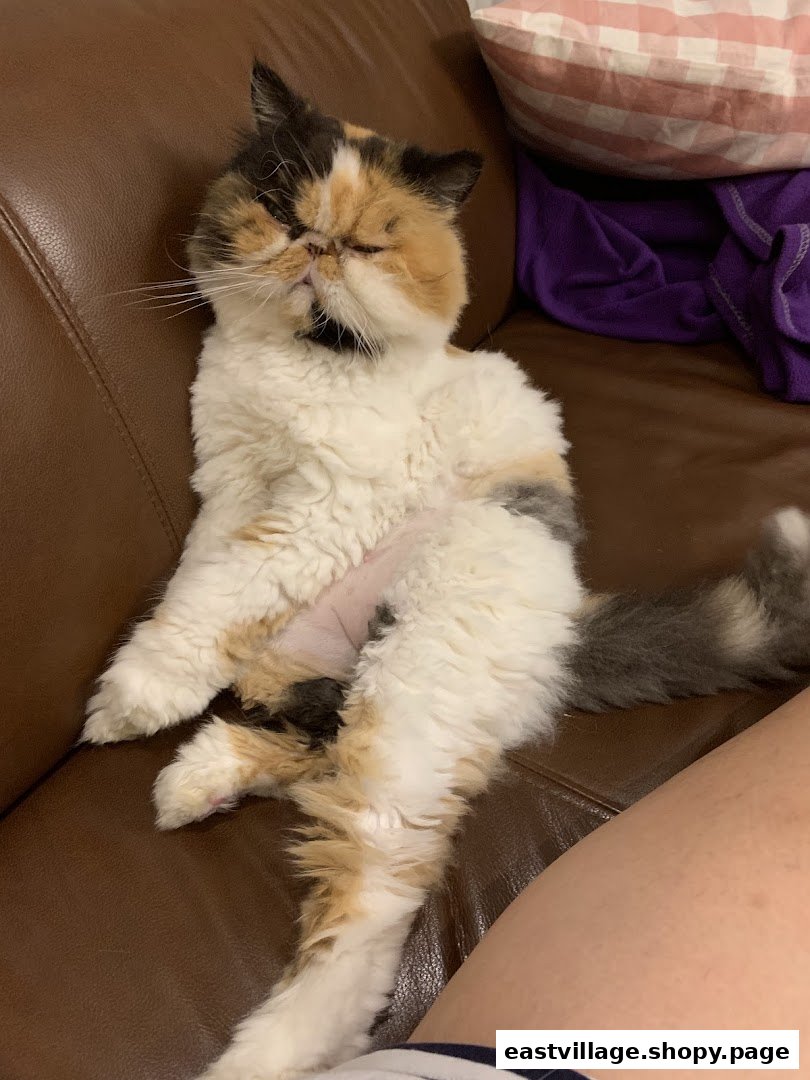 A calico cat with trimmed fur relaxes on a brown couch, showcasing a fresh groom.