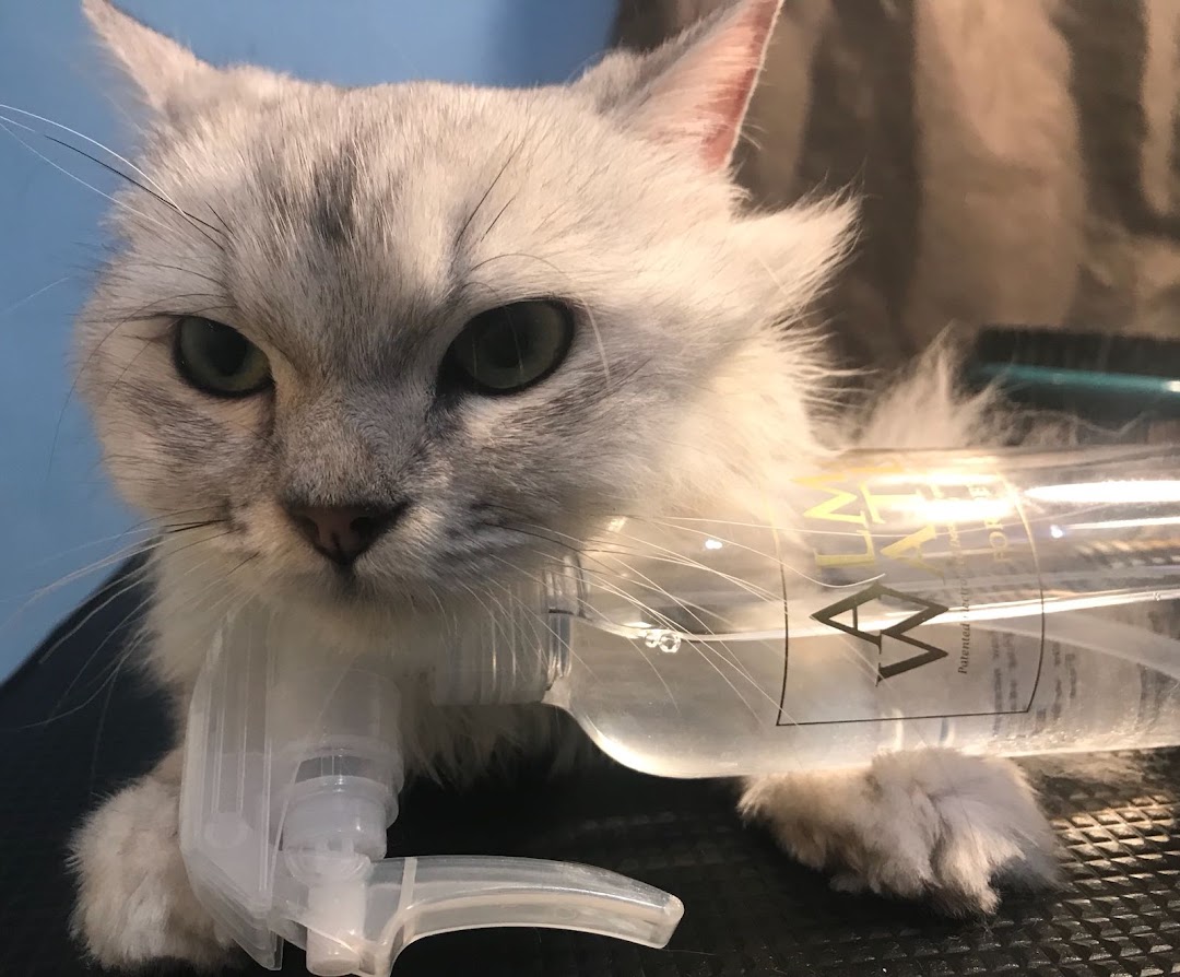 A fluffy grey cat with green eyes holds a spray bottle, looking directly at the camera.