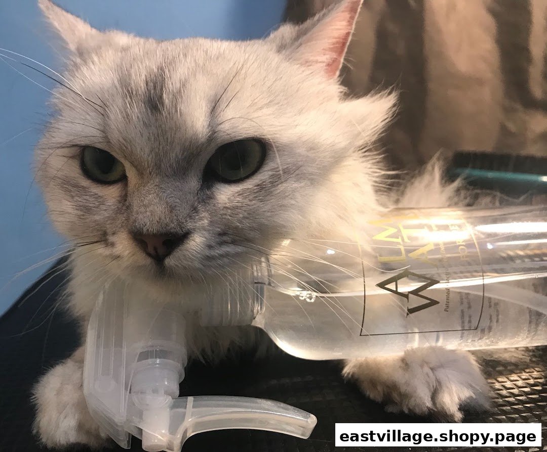 A fluffy grey cat with green eyes holds a spray bottle, looking directly at the camera.