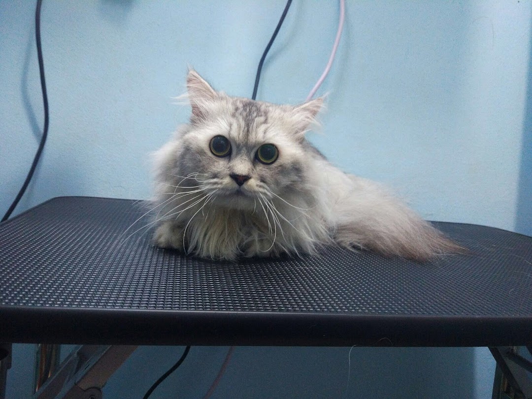 A fluffy grey cat with large eyes lies on a grooming table at Hans Qitty Cut.
