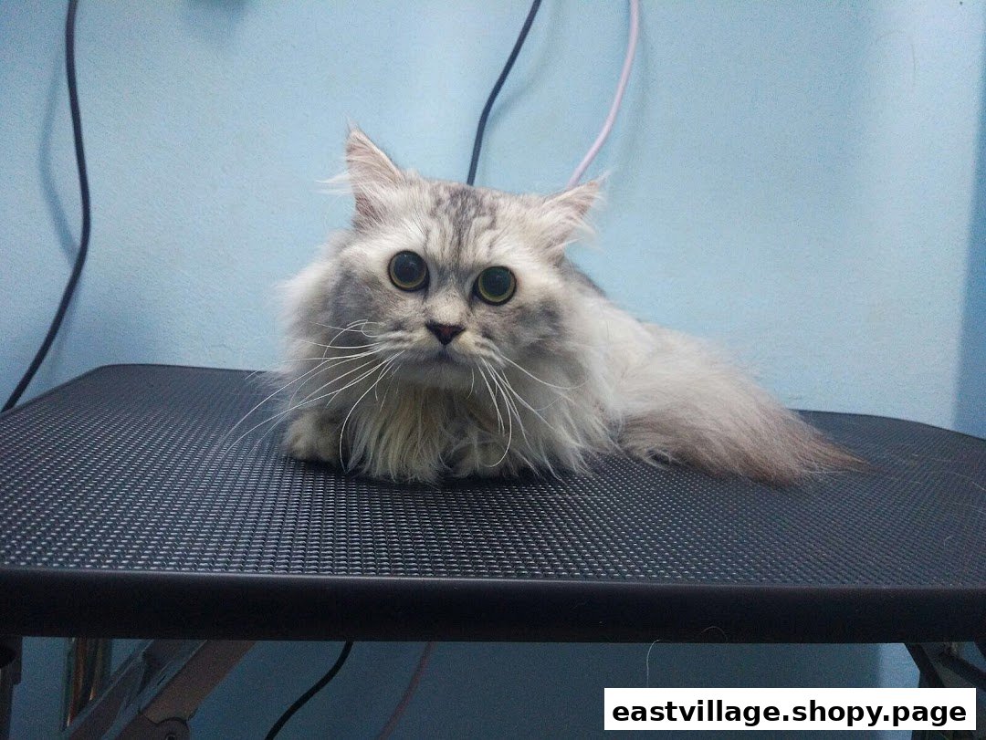 A fluffy grey cat with large eyes lies on a grooming table at Hans Qitty Cut.