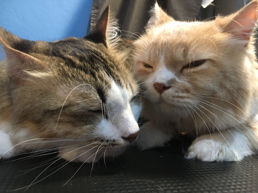 Two adorable cats, one tabby and one ginger, resting peacefully together.