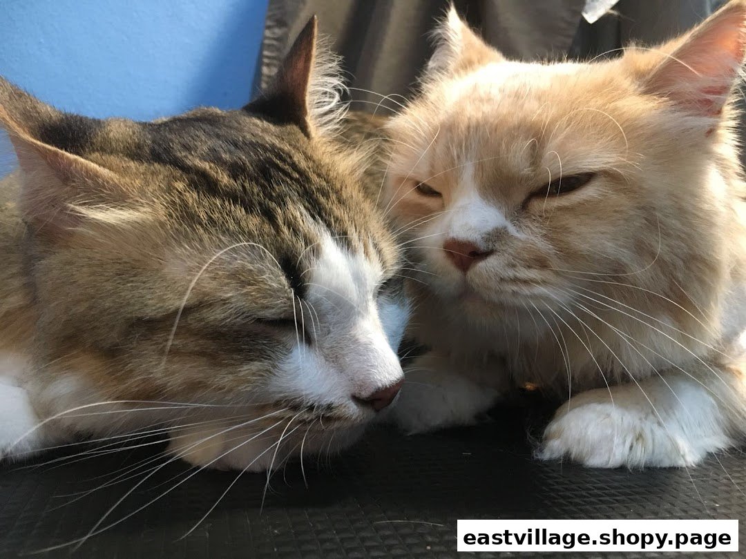 Two adorable cats, one tabby and one ginger, resting peacefully together.