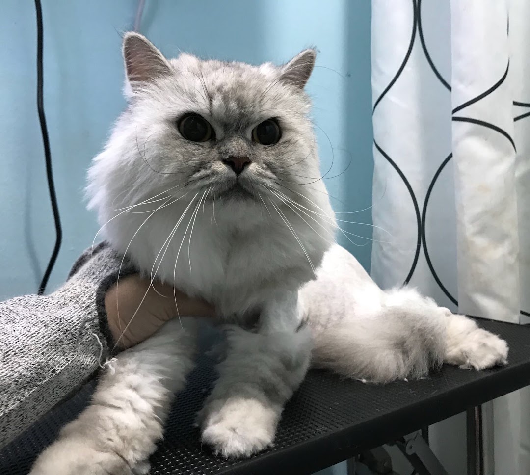 A fluffy white cat with large eyes being groomed or held in a pet salon.