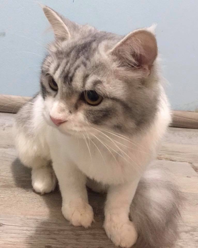 A fluffy grey and white cat with amber eyes sits on a wooden floor.