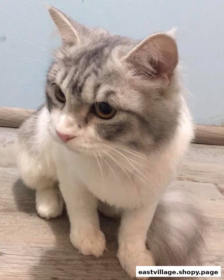 A fluffy grey and white cat with amber eyes sits on a wooden floor.