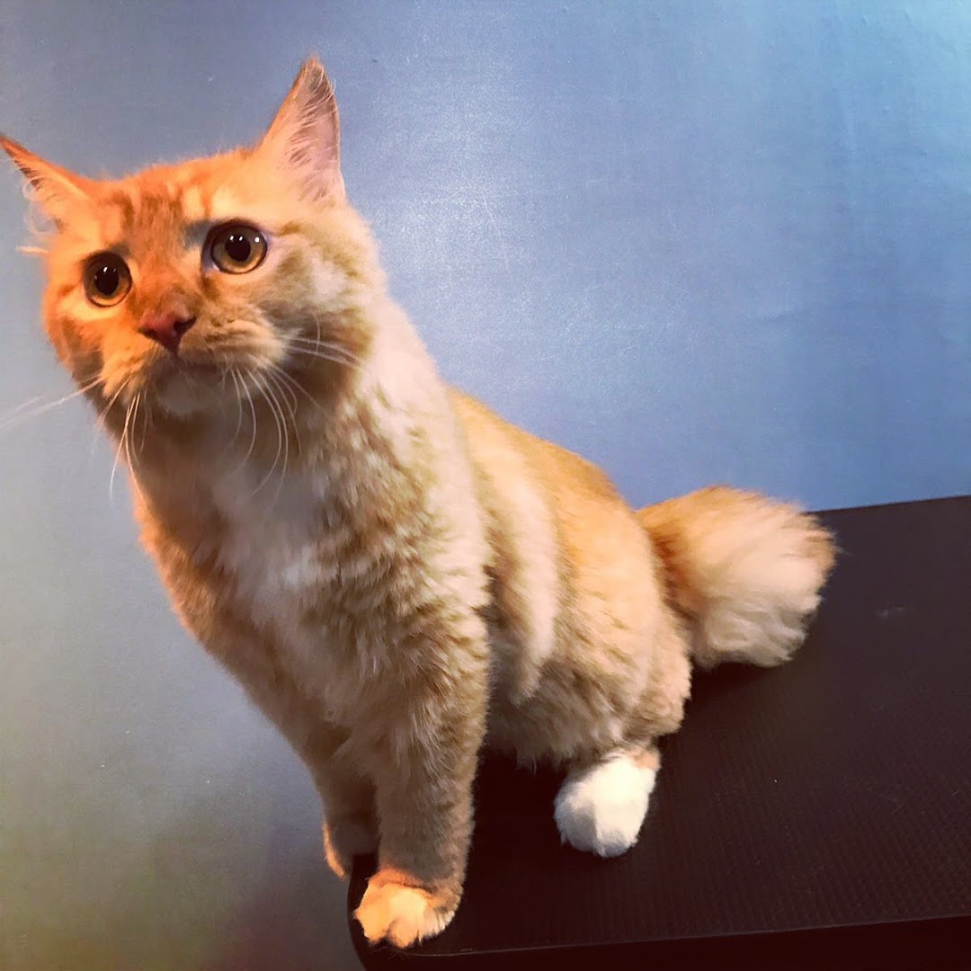 An adorable orange cat with bright eyes sits on a dark surface against a blue background.