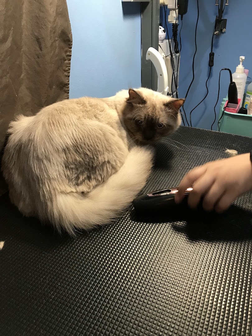 A fluffy cat being groomed on a textured table at Hans Qitty Cut.