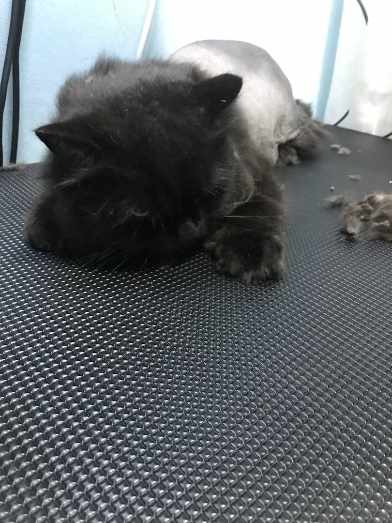 A black cat, partially groomed, rests on a textured mat at Hans Qitty Cut.