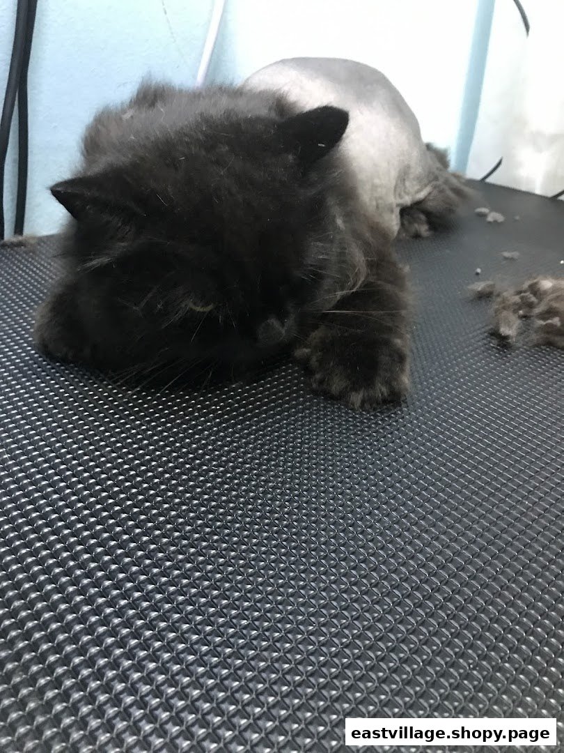 A black cat, partially groomed, rests on a textured mat at Hans Qitty Cut.