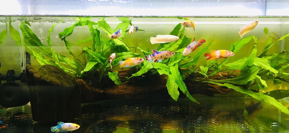 A vibrant aquarium showcasing numerous colorful Betta fish swimming among lush green aquatic plants.