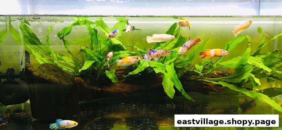 A vibrant aquarium showcasing numerous colorful Betta fish swimming among lush green aquatic plants.