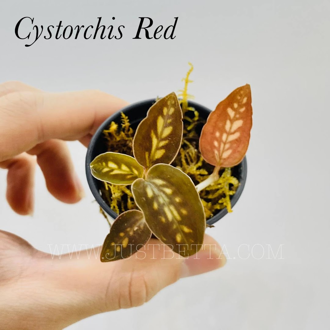 A hand holds a small potted 'Cystorchis Red' plant with unique patterned leaves, showcasing its beauty.