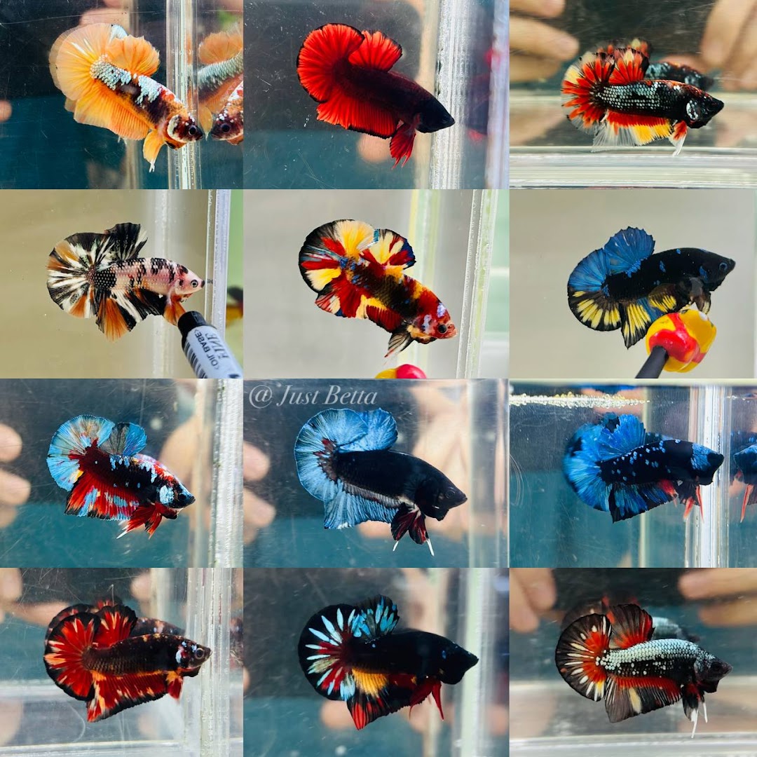 A vibrant collection of diverse and colorful Betta fish, showcasing their unique patterns and fin types.