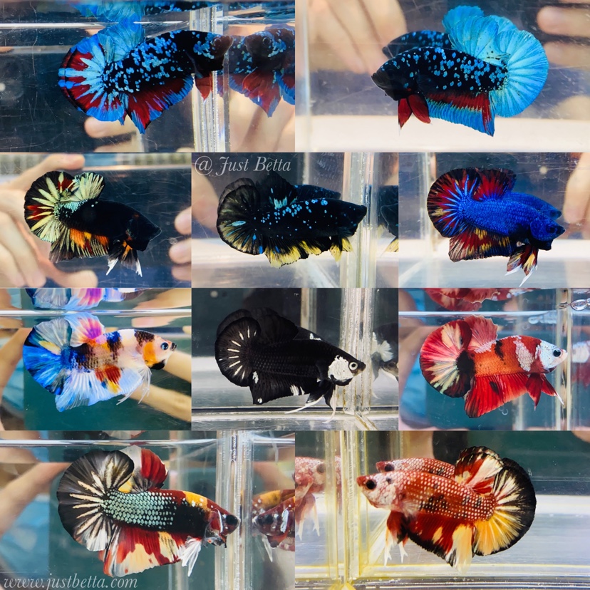 A vibrant collage showcasing various colorful and unique betta fish in clear tanks.