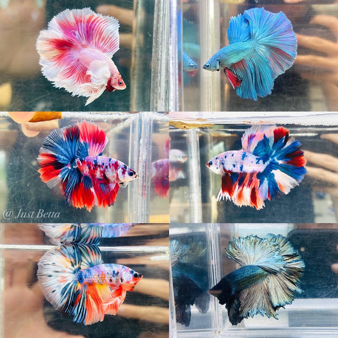 A collage showcasing various vibrant and beautiful Betta fish in individual tanks.