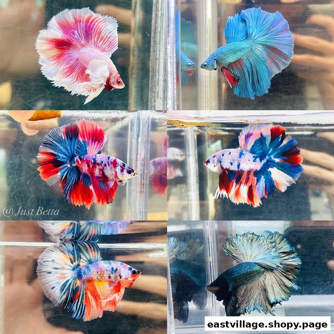 A collage showcasing various vibrant and beautiful Betta fish in individual tanks.