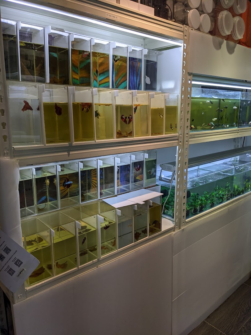 Rows of vibrant betta fish in individual tanks and larger aquariums at Just Betta.