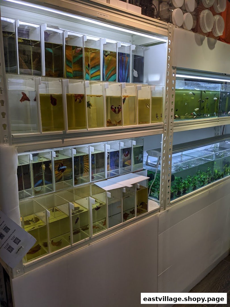 Rows of vibrant betta fish in individual tanks and larger aquariums at Just Betta.