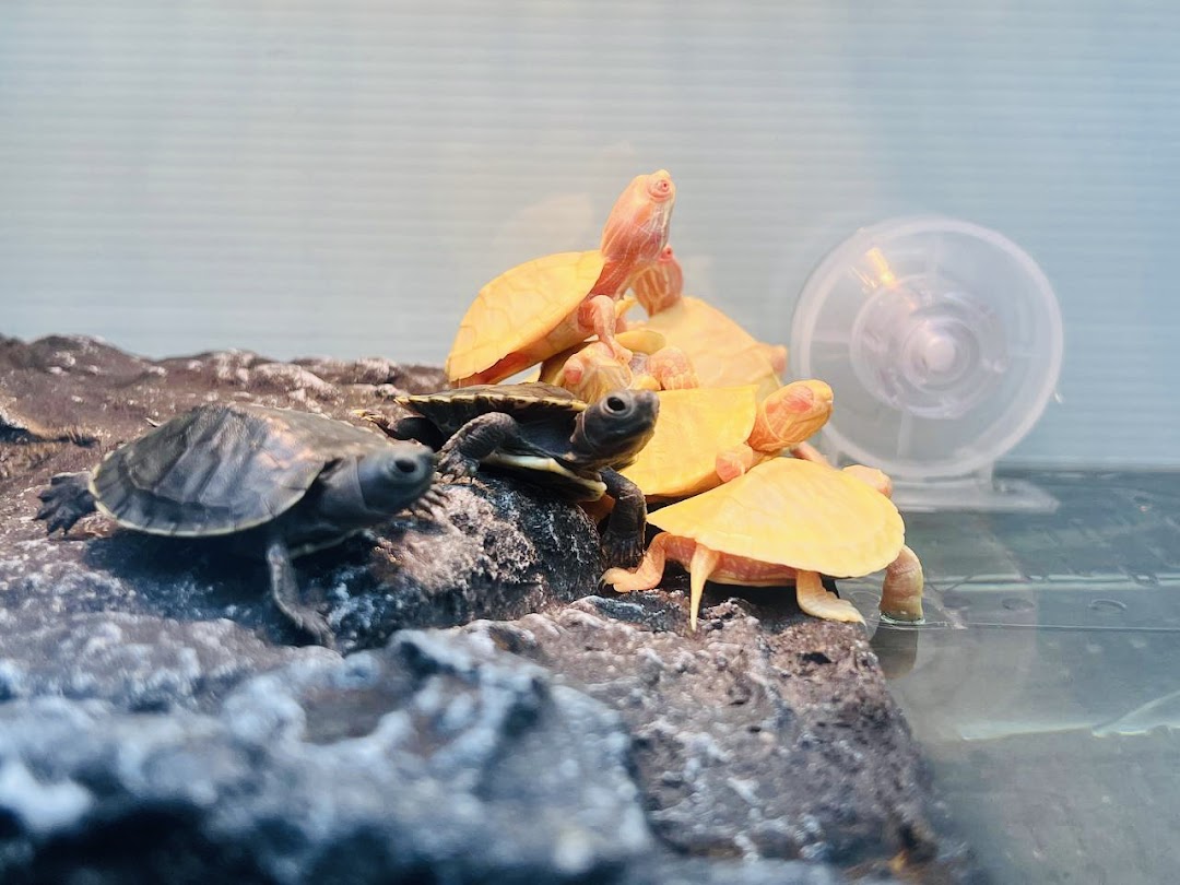 A group of small turtles, including albino ones, in an aquatic enclosure.