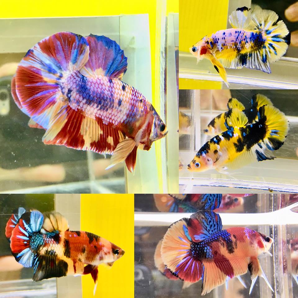 A vibrant collage showcasing several colorful betta fish with intricate patterns.