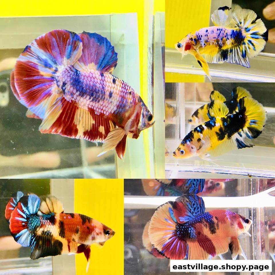 A vibrant collage showcasing several colorful betta fish with intricate patterns.