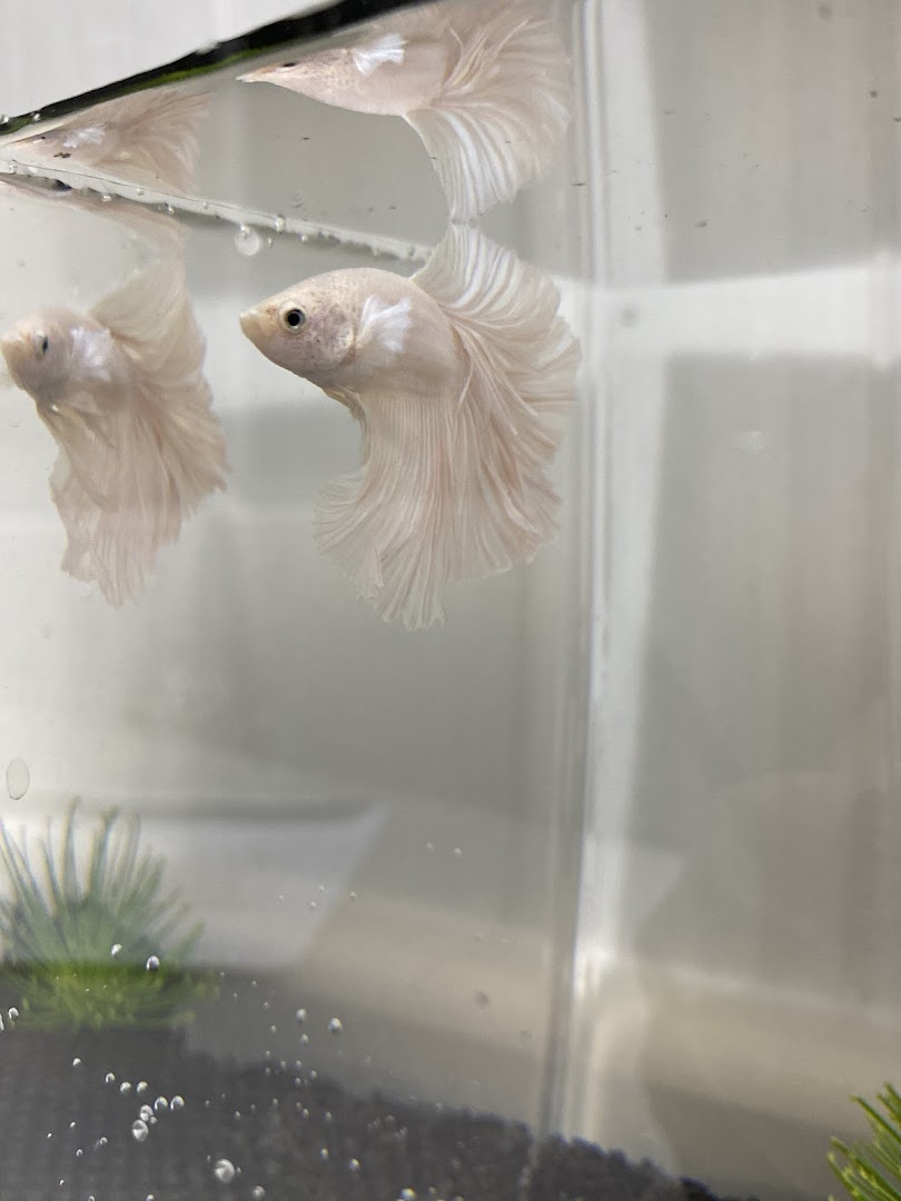 A beautiful white betta fish with flowing fins swimming in a clear tank.