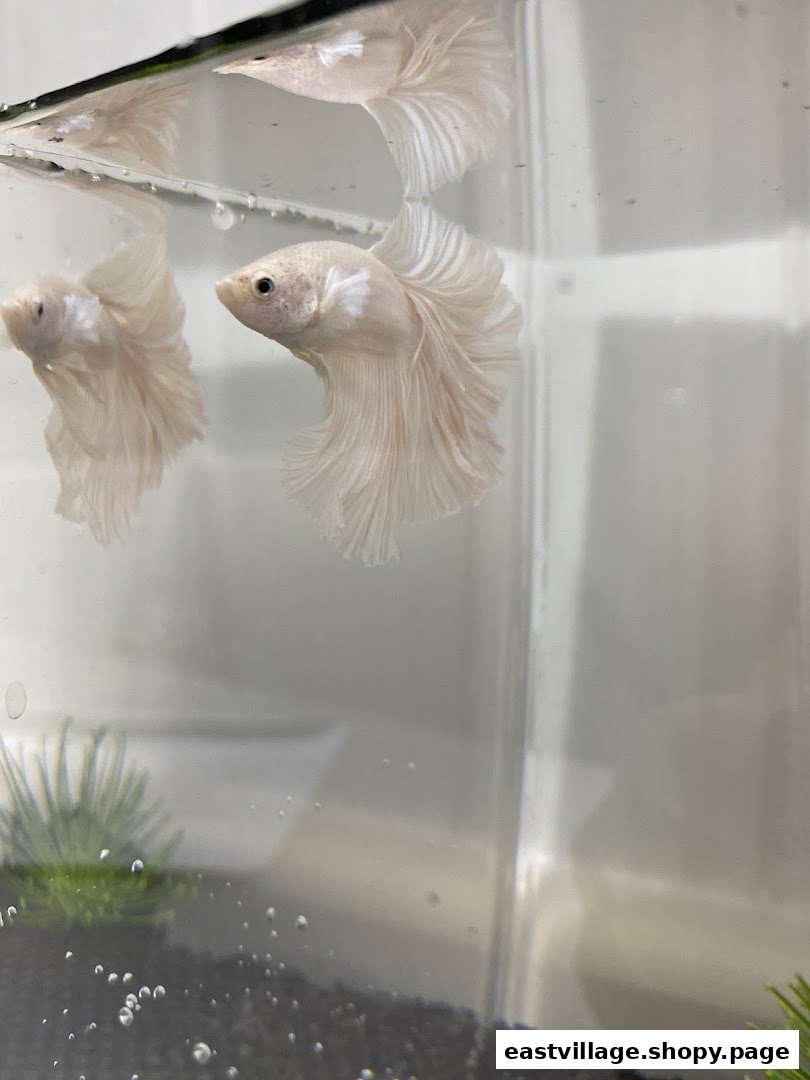 A beautiful white betta fish with flowing fins swimming in a clear tank.
