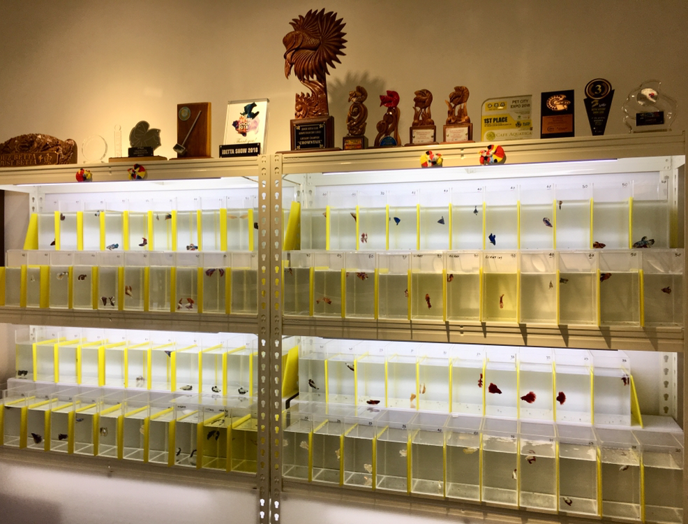 Rows of vibrant betta fish displayed in individual tanks, with various awards on a shelf above.