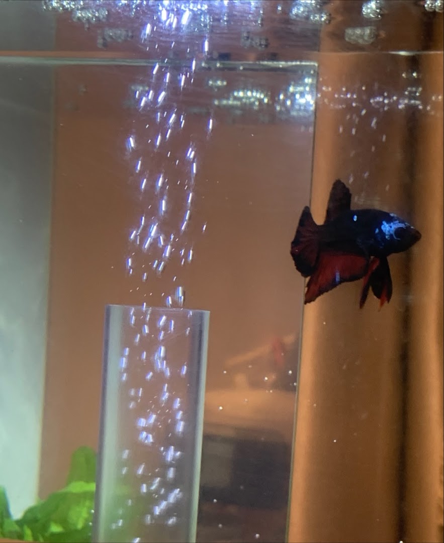 A vibrant Betta fish with black and red fins swims gracefully in an aquarium.