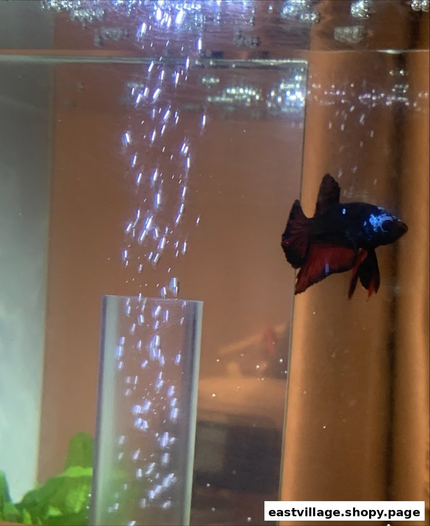 A vibrant Betta fish with black and red fins swims gracefully in an aquarium.