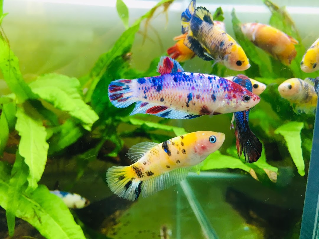 Close-up of several colorful Betta fish swimming in a vibrant aquarium with green plants.