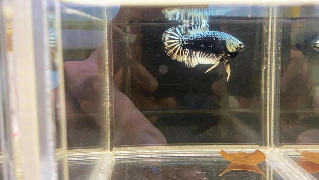 A black and white patterned Betta fish swimming in a clear display tank.