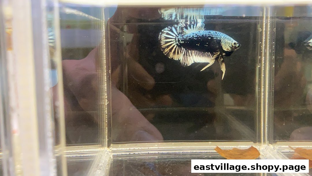 A black and white patterned Betta fish swimming in a clear display tank.