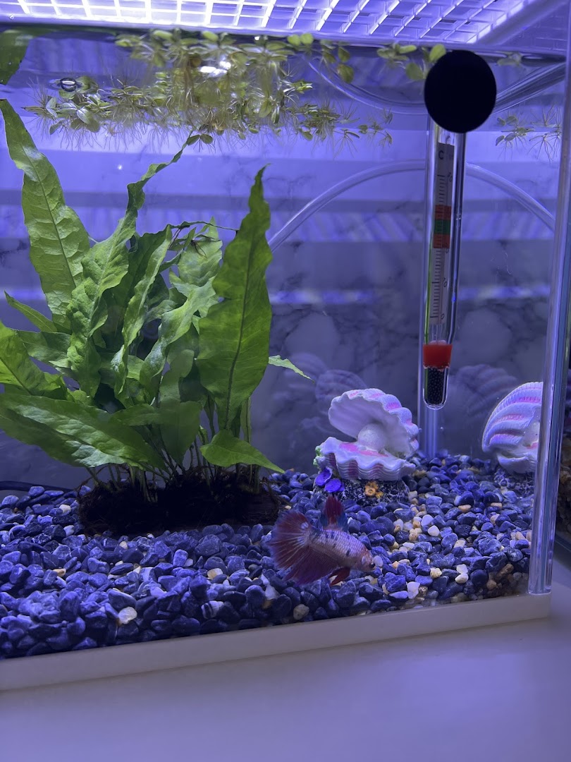 A vibrant betta fish swims in a well-decorated aquarium with lush green plants.