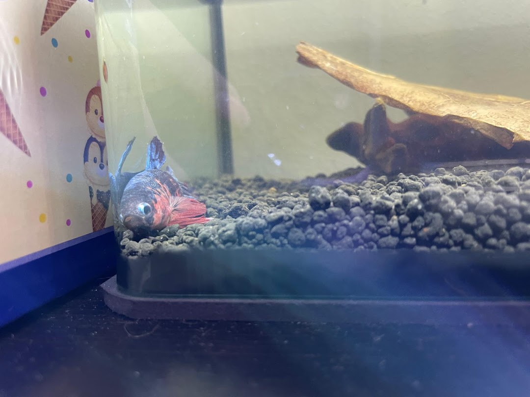 A colorful betta fish rests on the gravel inside an aquarium.
