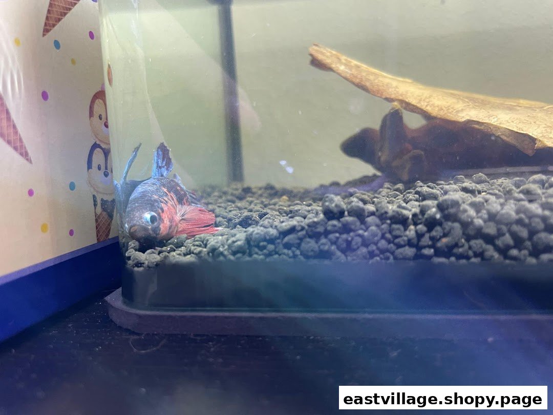A colorful betta fish rests on the gravel inside an aquarium.
