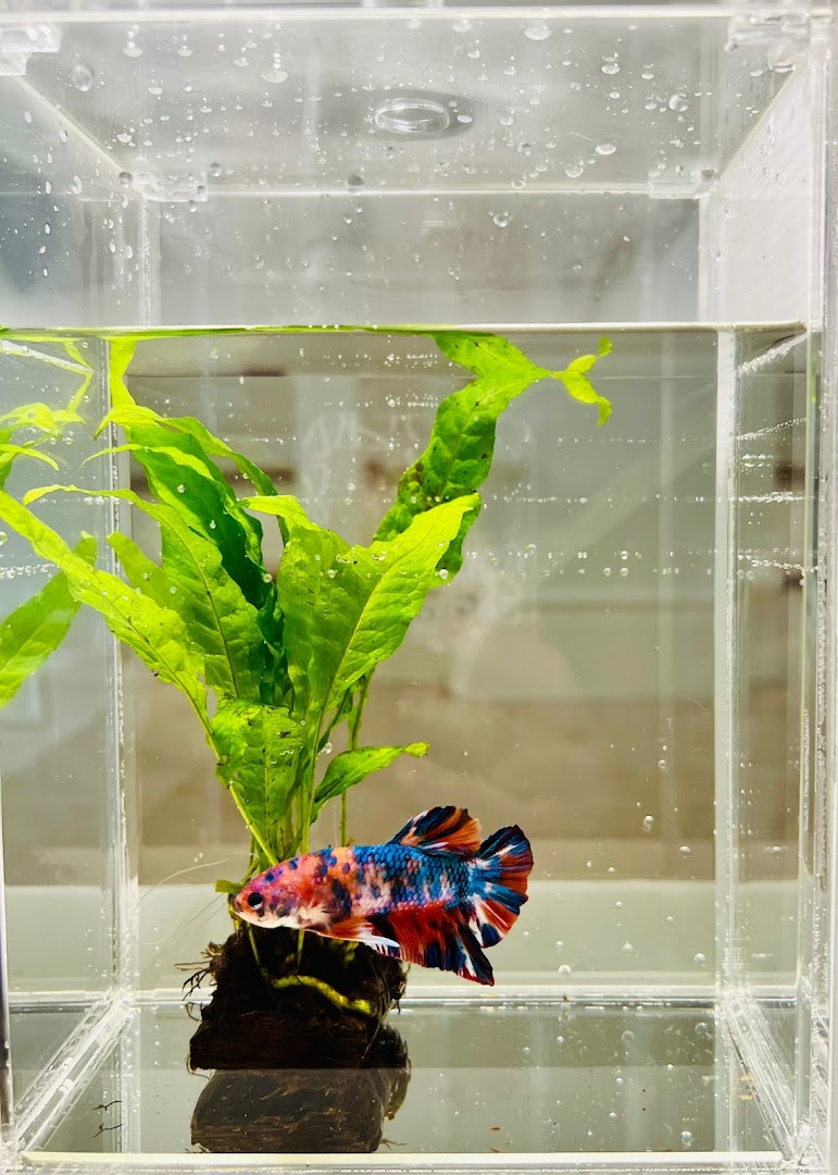 A vibrant, multi-colored Betta fish swims in a clear aquarium with green aquatic plants.
