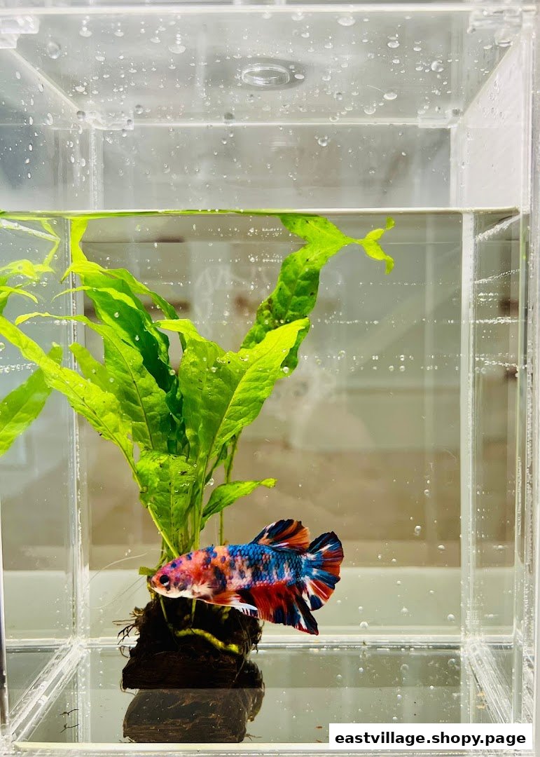 A vibrant, multi-colored Betta fish swims in a clear aquarium with green aquatic plants.