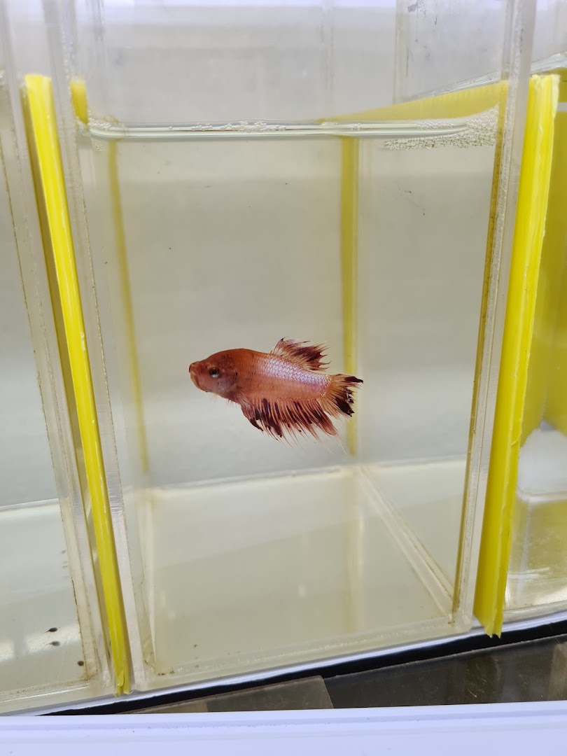 A vibrant red and orange betta fish swimming in a clear display tank.