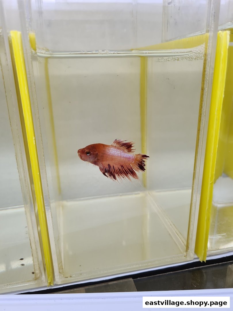 A vibrant red and orange betta fish swimming in a clear display tank.