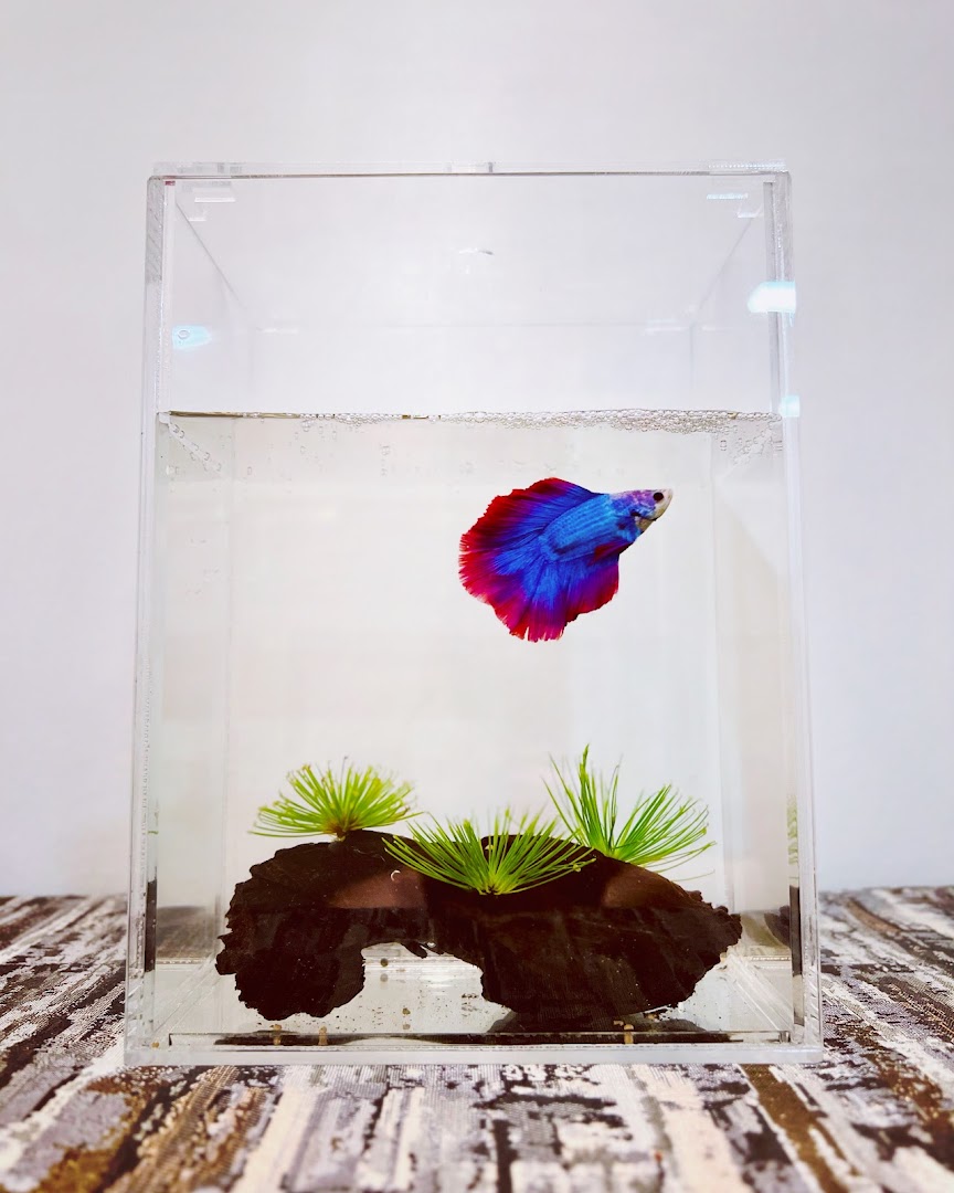 A vibrant blue and red betta fish swims gracefully in a clear acrylic tank.
